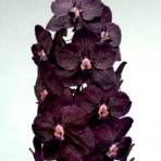 Vanda Gordon Dillon x Kulwadee Fragrance-Flowering Size